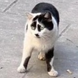 三清观内的李仙家