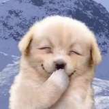 柴犬