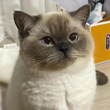 莫里（不买了）