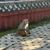 半挂猫车饲养员