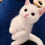 kosame