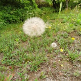 蜗牛