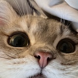 寻找一隻猫