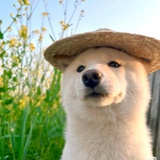 阿瓦达啃大瓜