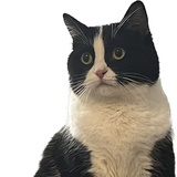 流浪的大头猫
