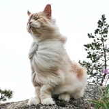 imqingxinla
