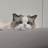 Penelope