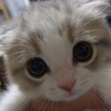 MiaSASA