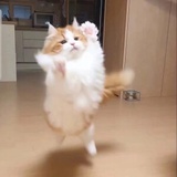 wl