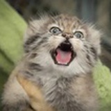 =^o^=