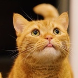 狷介