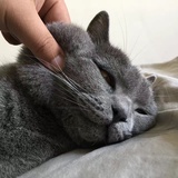 已注销