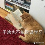 飞羽非鱼