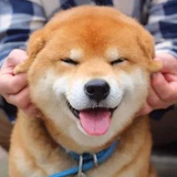 阿柴的幸福生活