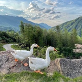 江湖