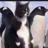 熊猫太胖了