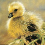 人小狗大猫猫萌