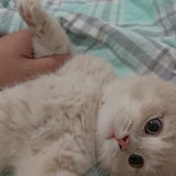 猫宁