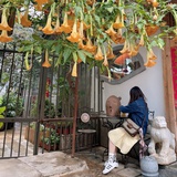 沈柯络