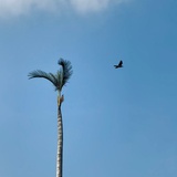 天黑闭眼星期几