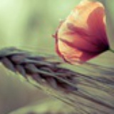 又见花开