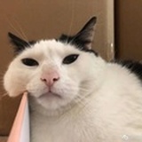 窝是秃头小妖孽