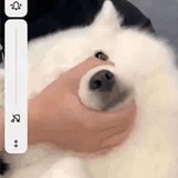 薏仁