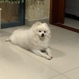 啵啵的日记