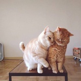 安里