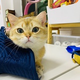 尹曼