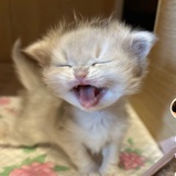 琥珀色
