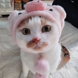 咪