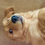 一只钢镚儿