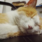 四夕