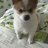 陌陌仔