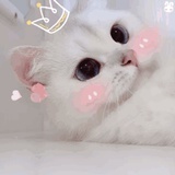 妙啊OvO