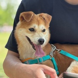 麦尔斯