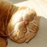 Deepy