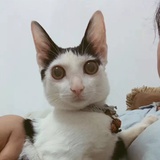 骄傲的小狮子