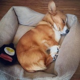 段某人