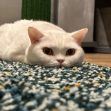 四夕