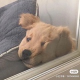 罗恩小可爱