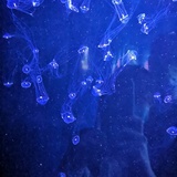 叶释子