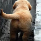 琉姜