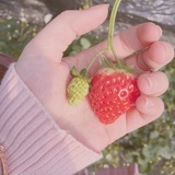 strawberry