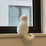 悲悯