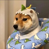 夏尔