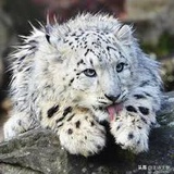 周斯文