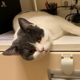 MuggleJinx