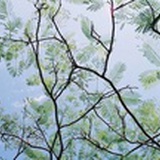 Sybil黑渣